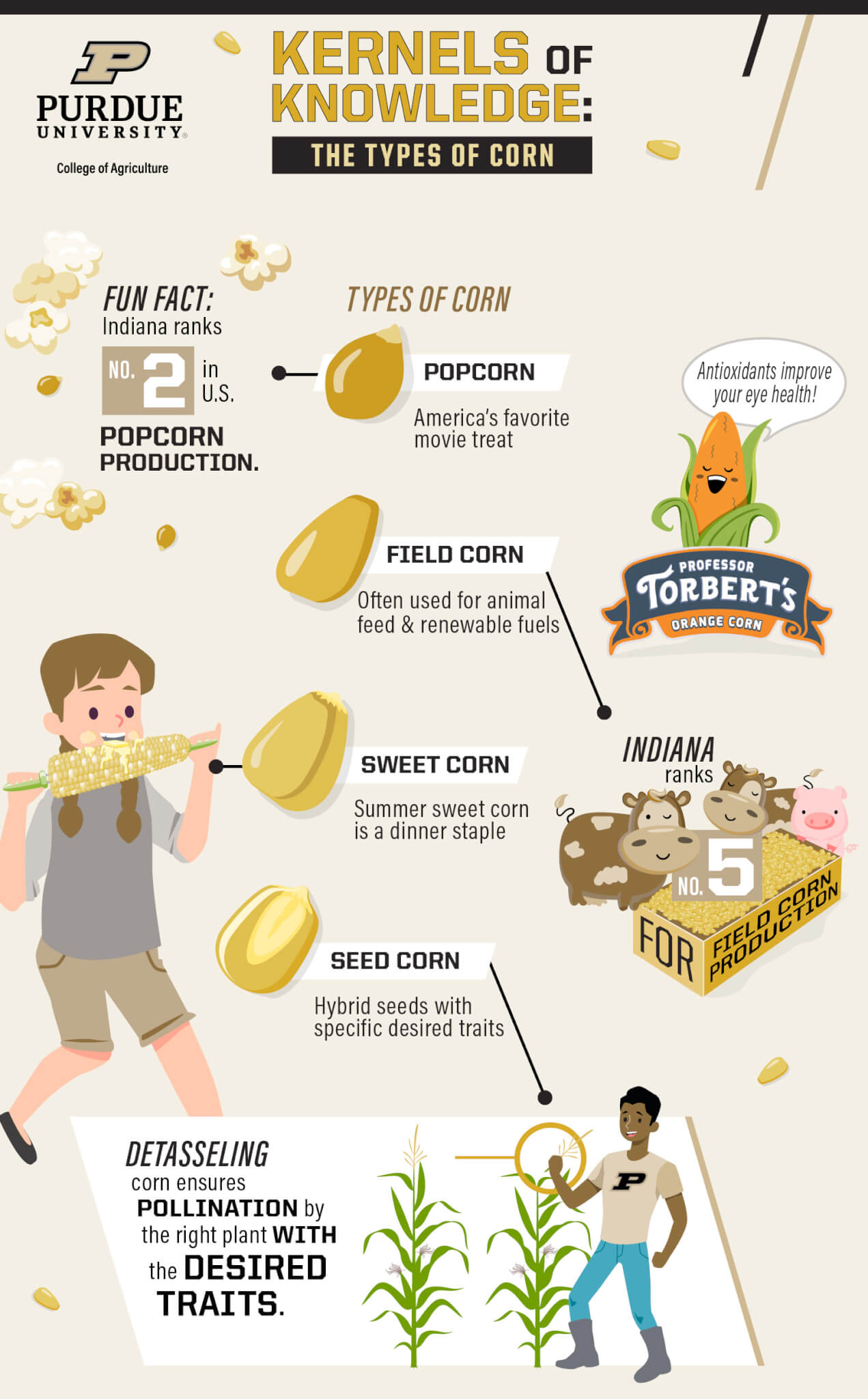 kernels of knowledge: the types of corn infographic
