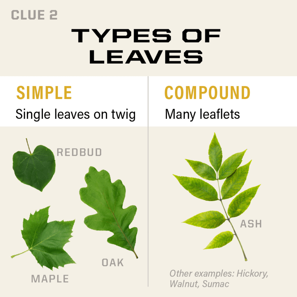 types of leaves
