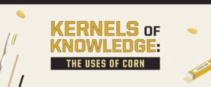 kernels of knowledge: uses of corn banner