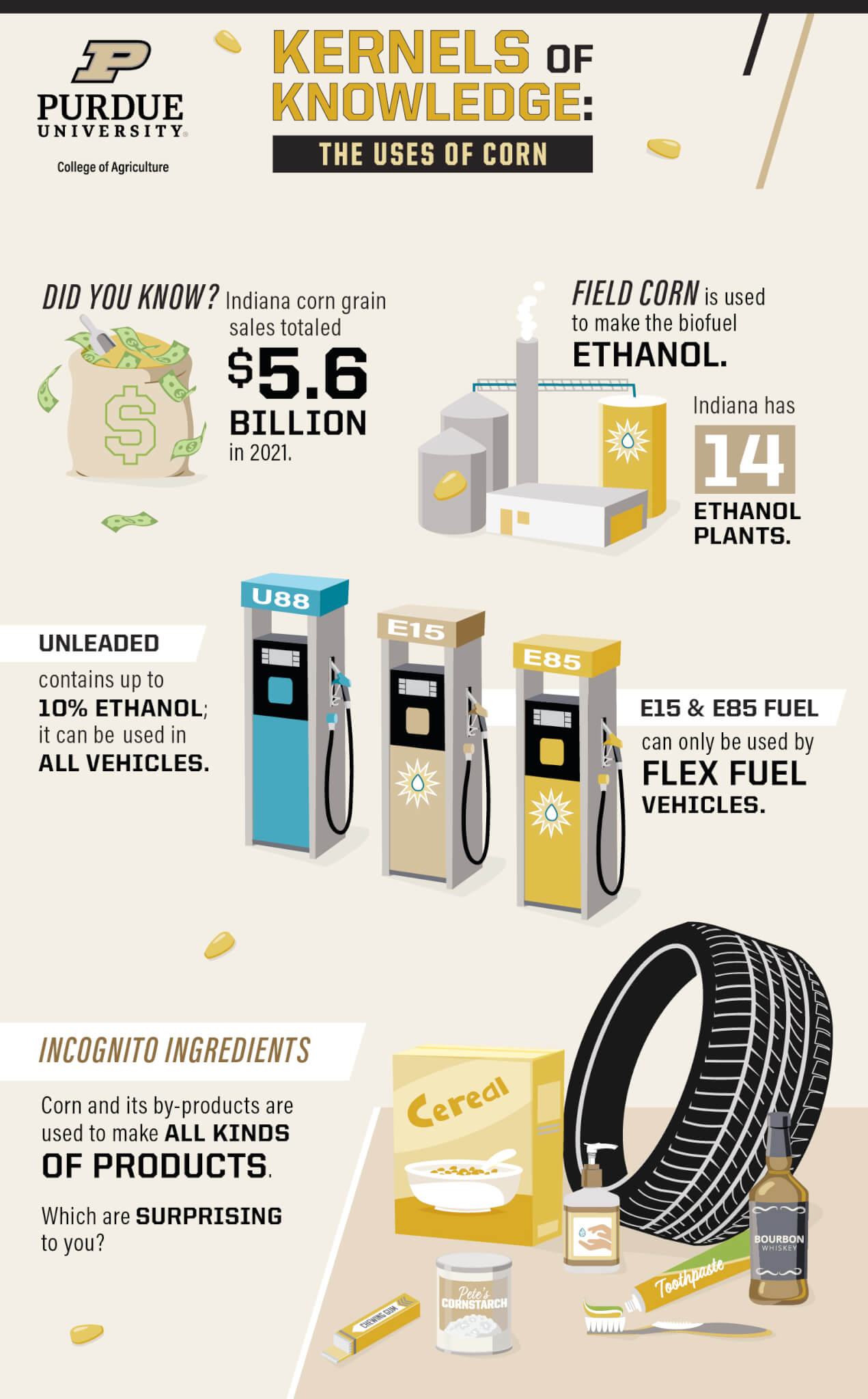kernels of knowledge: uses of corn infographic
