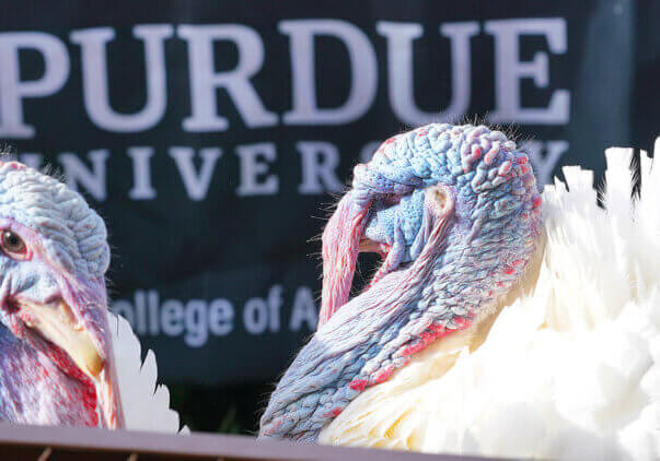 Turkeys on campus