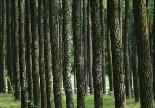 Hardwood plantation