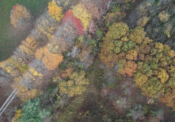 Digital Forestry Aerial View