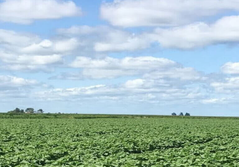 Partly cloudy field