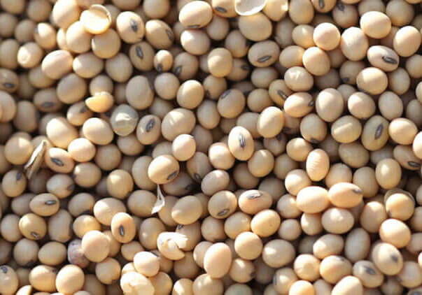 Rainey-soybean