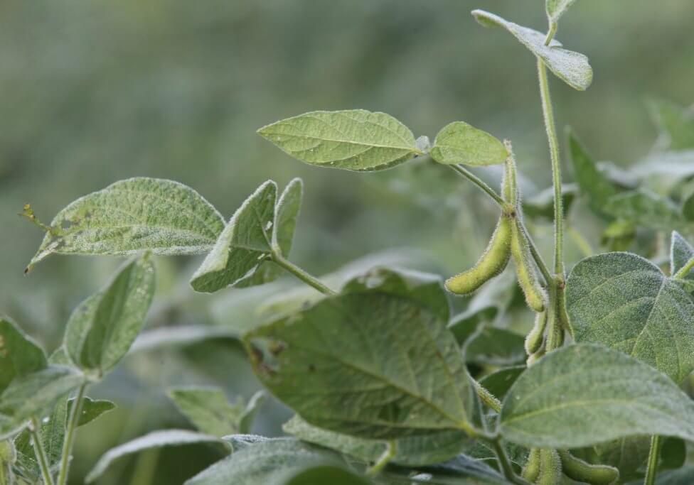 Dewy soybean plant