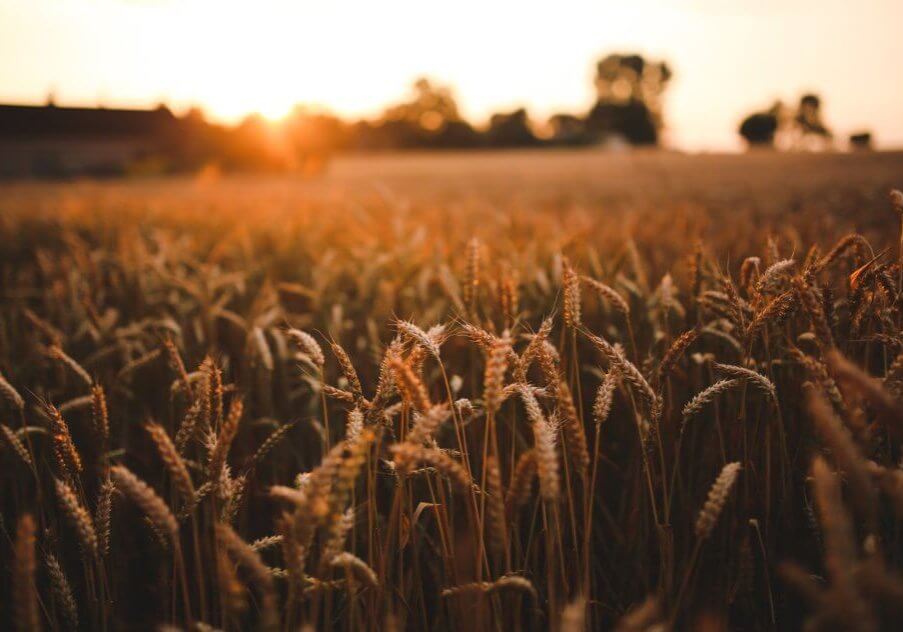 field-grain-harvest-5980