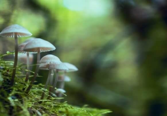 shallow-focus-photography-of-mushrooms-1643422