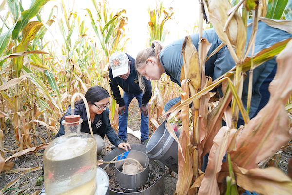 students in corn field