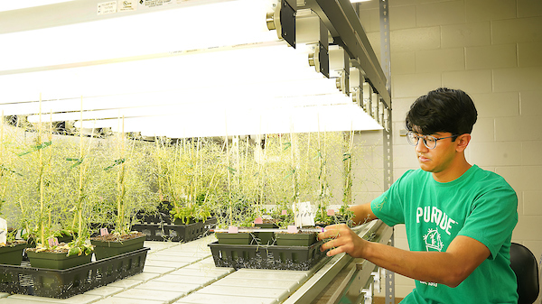 student in lab working with plants